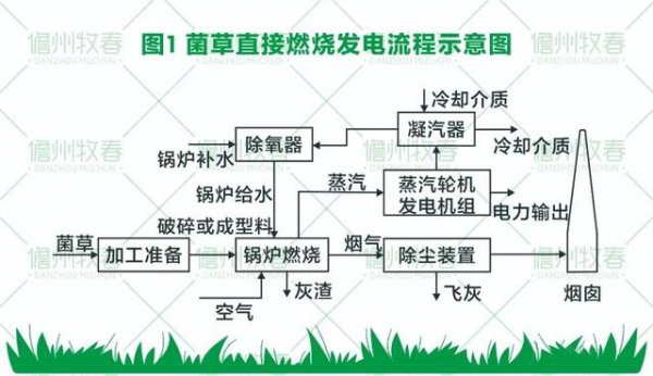 菌草變?nèi)剂?打造環(huán)保生物質(zhì)發(fā)電新模式