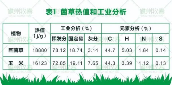 菌草變?nèi)剂?打造環(huán)保生物質(zhì)發(fā)電新模式