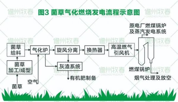 菌草變?nèi)剂?打造環(huán)保生物質(zhì)發(fā)電新模式